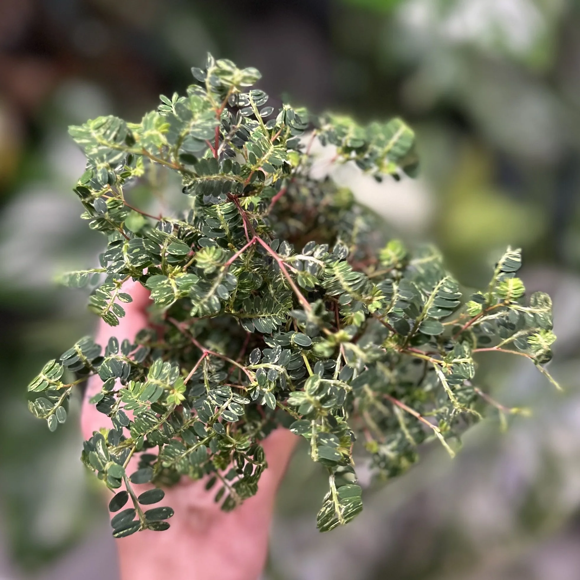 Phyllanthus urinaria 'Pink Variegated' — Savage Tropics